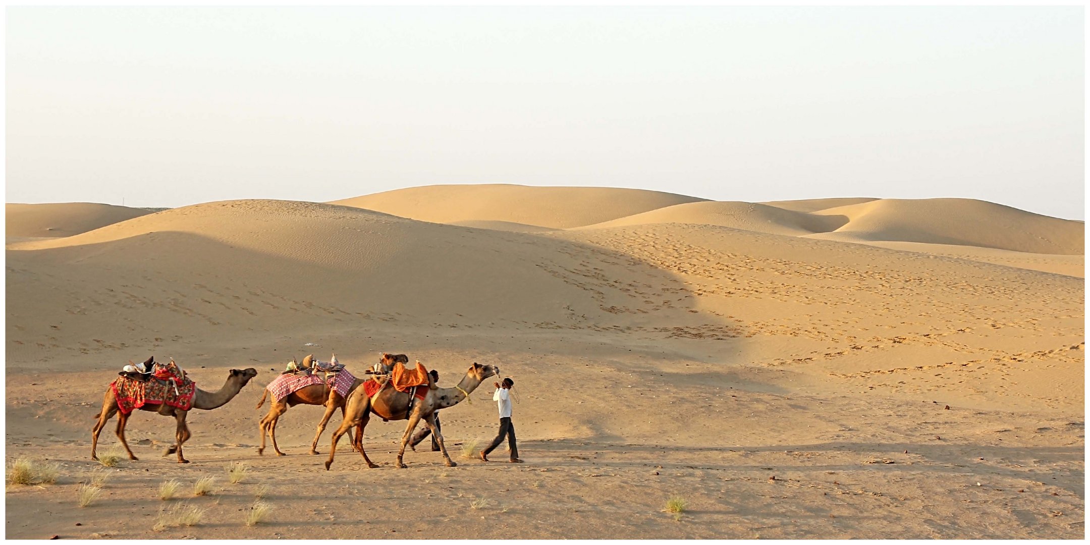 Thar Desert Camel Safari