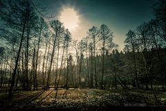 Tharandter_Wald-14