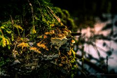 Tharandter_Wald-4