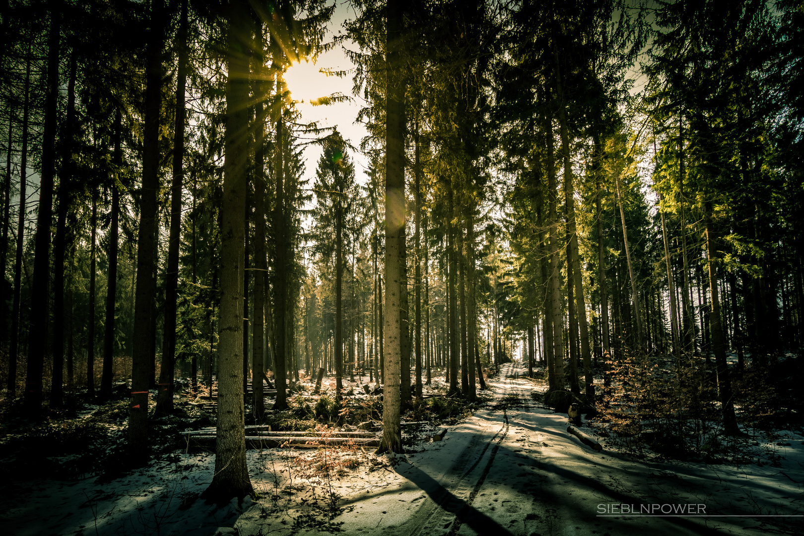 Tharandter_Wald-5