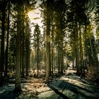 Tharandter_Wald-5