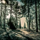 Tharandter_Wald-6