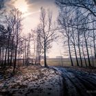 Tharandter_Wald-9