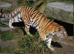 Tharo oder Mary - Kölner Zoo 2009