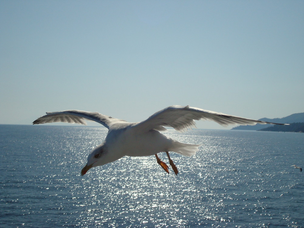 Thassos Möwen HINTERGRUNDBELEUCHTUNG