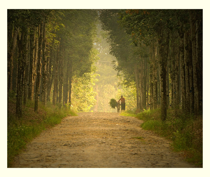 that afternoon in a forest