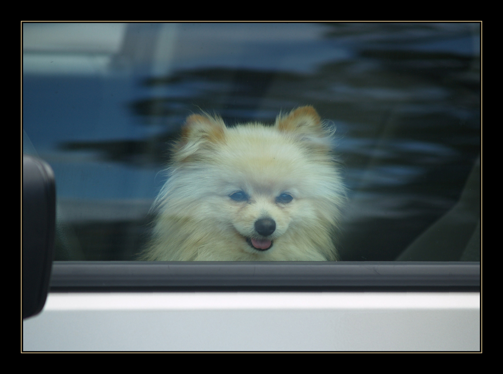 . . . that doggie in the window