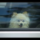 . . . that doggie in the window