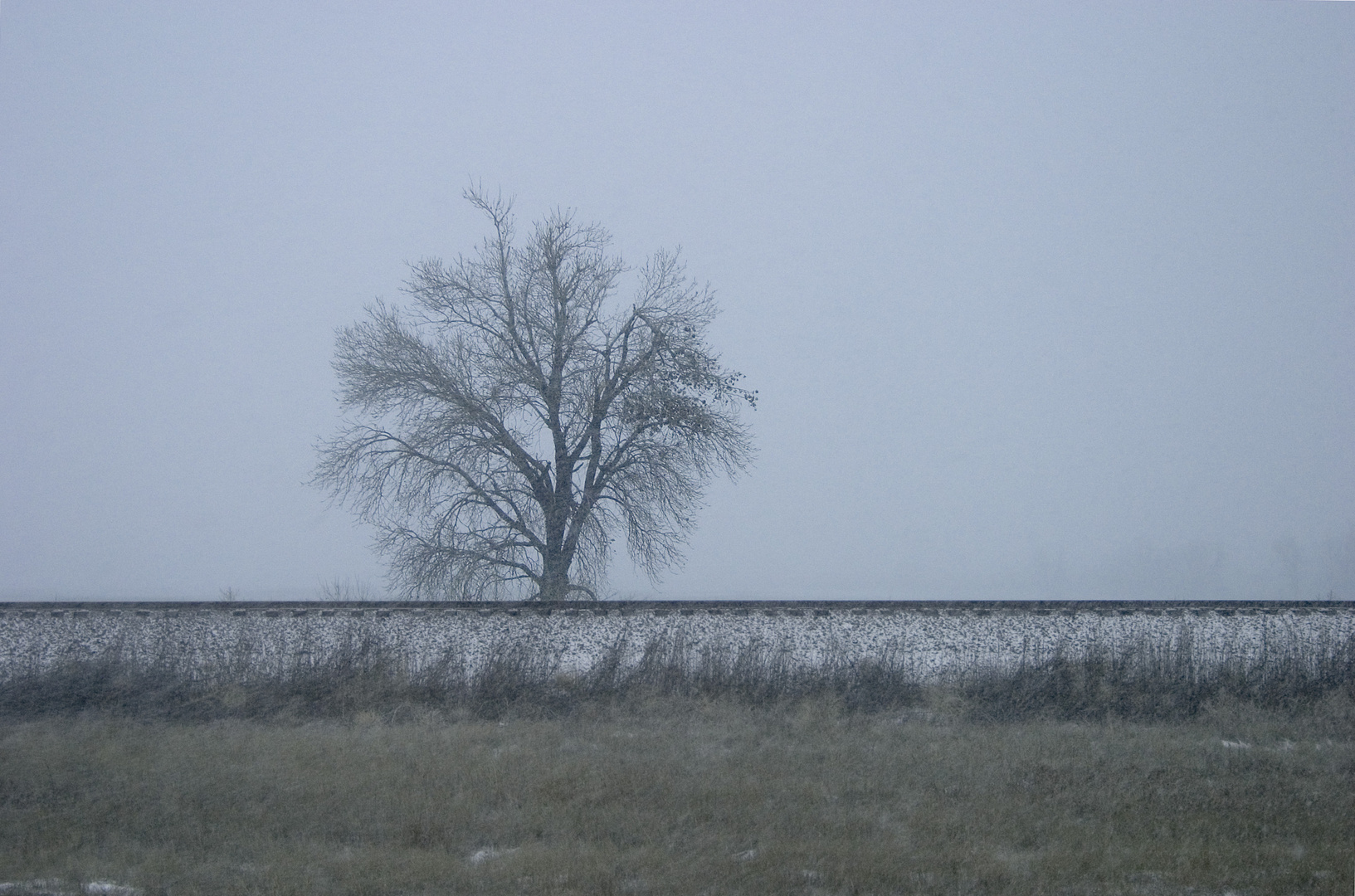 That Tree in Kansas