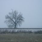 That Tree in Kansas