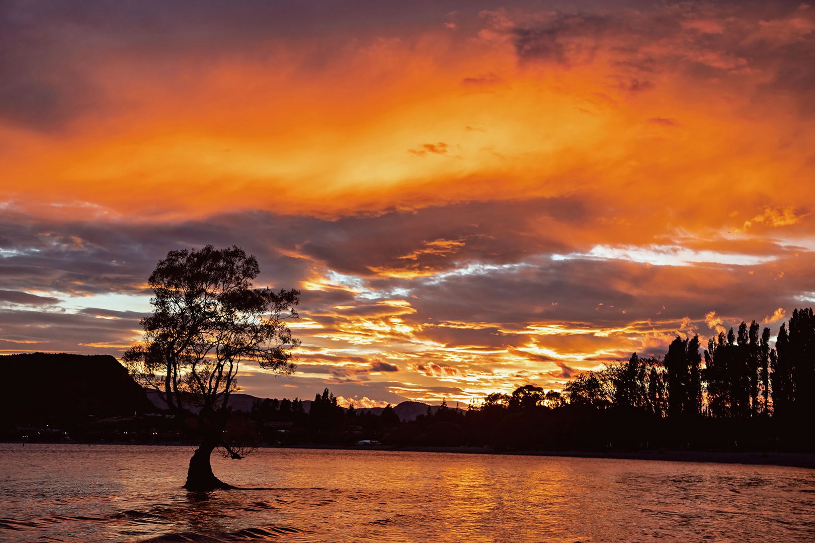 "That Wanaka Tree" Burning Edition