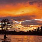 "That Wanaka Tree" Burning Edition