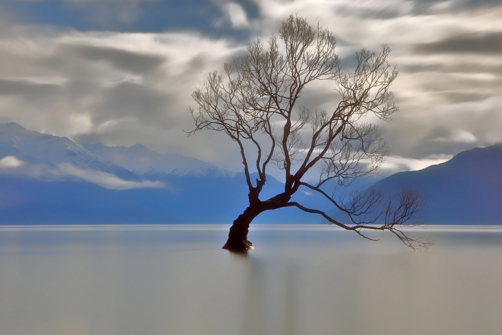 THAT Wanaka tree