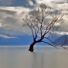 THAT Wanaka tree