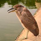 thats-as-close-as-this-bird-let-me-get-with-my-no-zoom-50mm-prime-lens