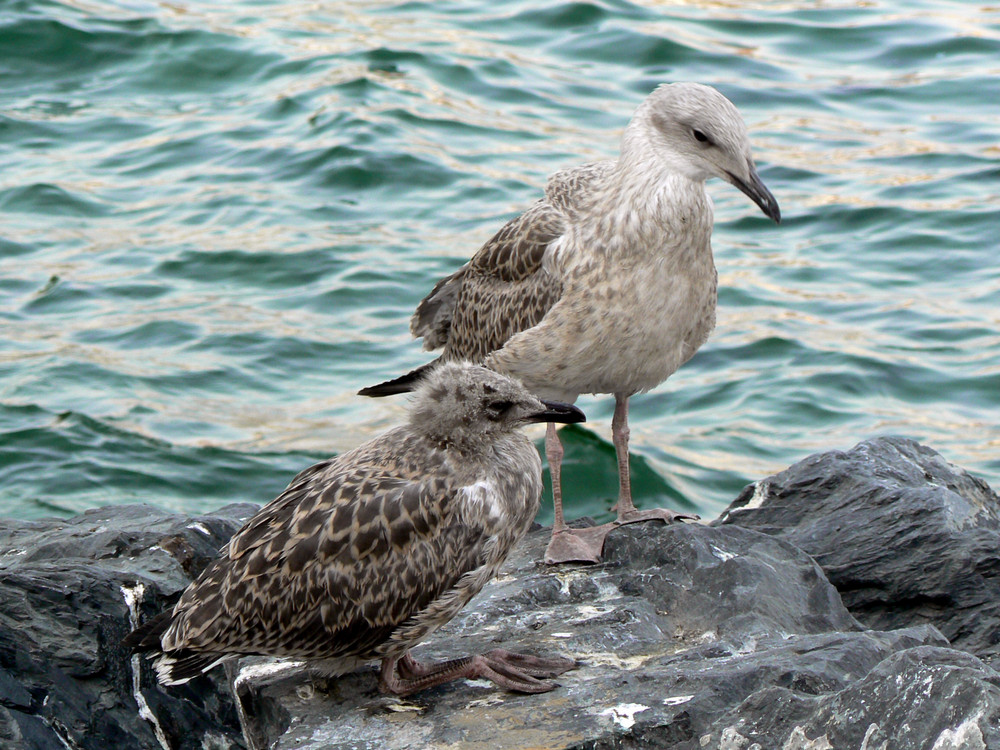 That's how seagulls sit   :)