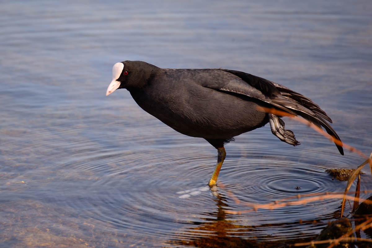 That's one small step for blässhuhn, one giant leap for Birds. 