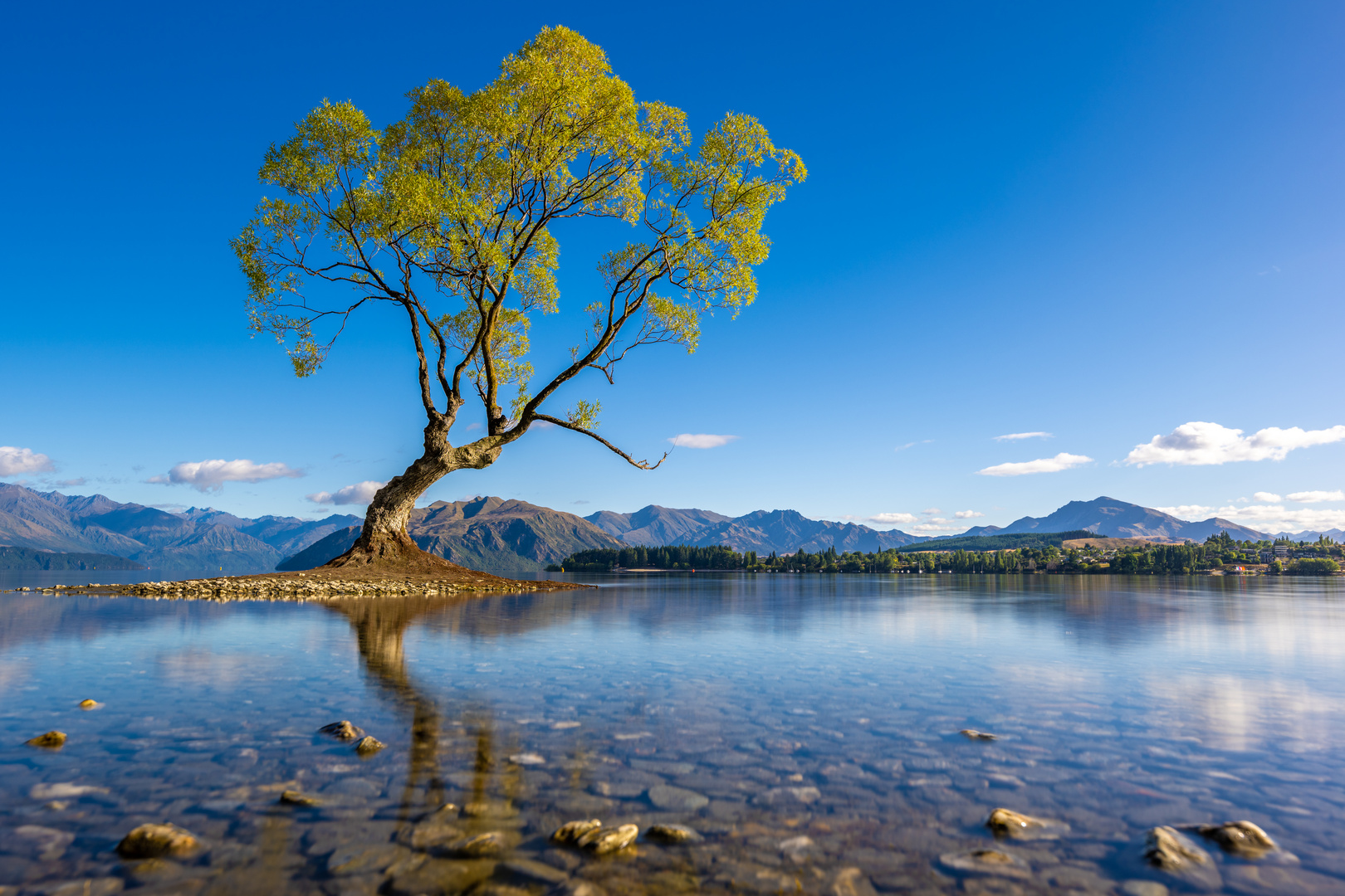 #ThatWanakaTree Wanaka New Zealand