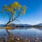 #ThatWanakaTree Wanaka New Zealand