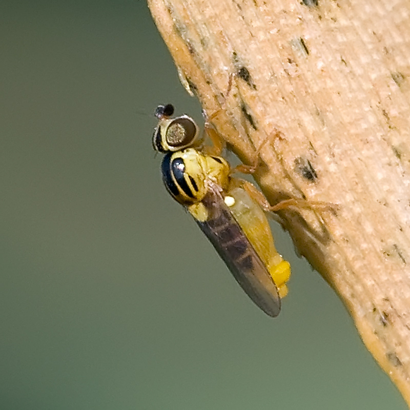 Thaumatomyia notata (2 mm)