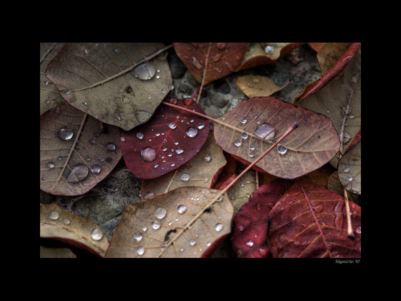 Thaw on Leaves