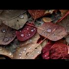 Thaw on Leaves