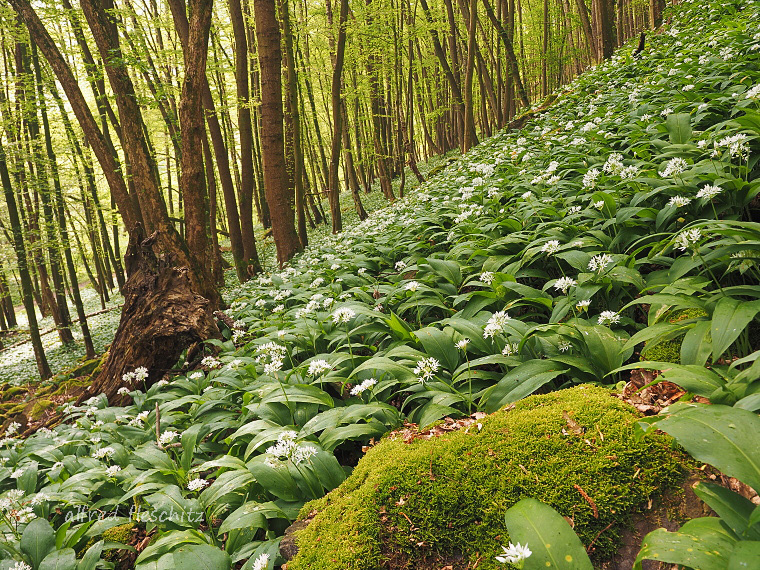 Thayatal Frühling 2014 005