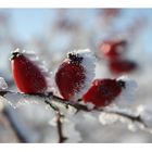 *the 3 frozen rosehips*