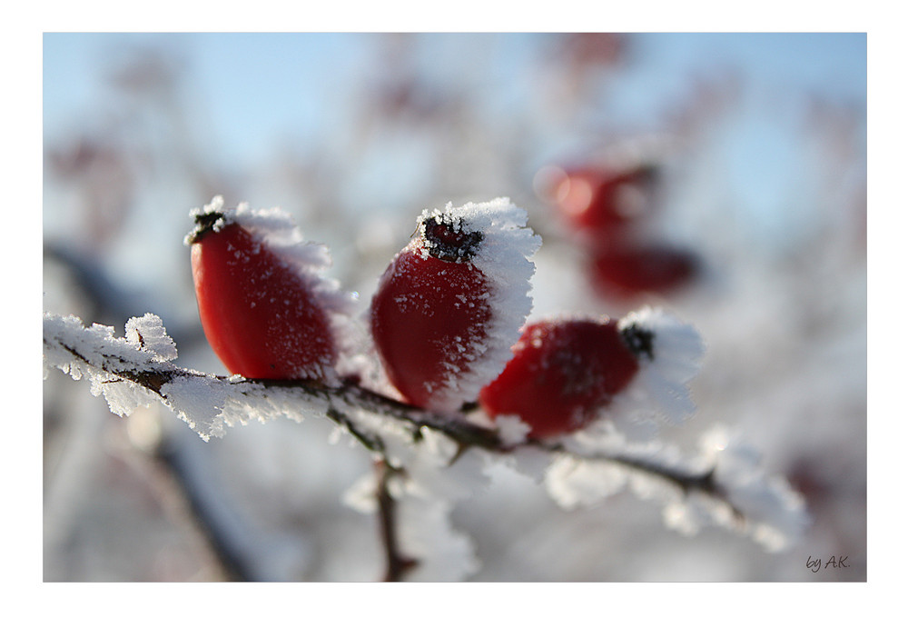 *the 3 frozen rosehips*