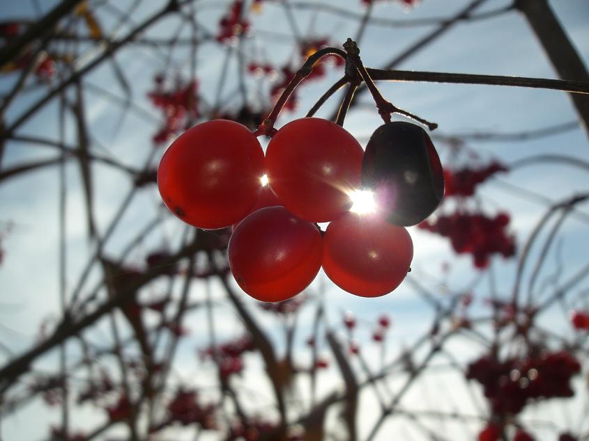 the 5 olympic berries. one black berry among.