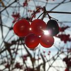 the 5 olympic berries. one black berry among.