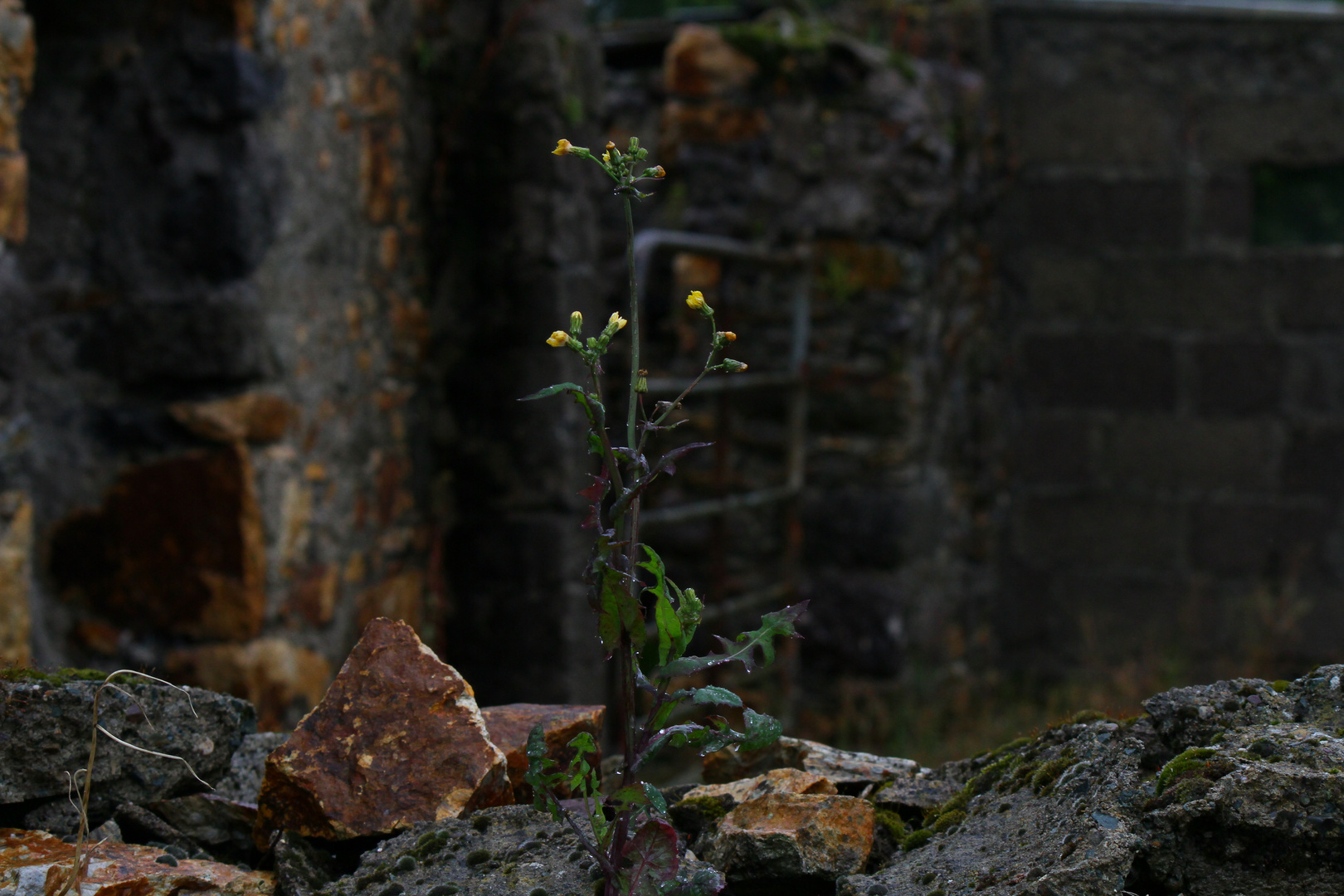 The abandoned house next door