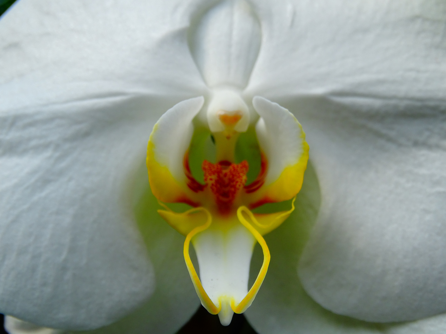 the abstract inside of an orchid