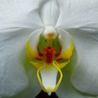 the abstract inside of an orchid