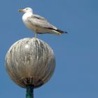 THE ACROBAT BIRD