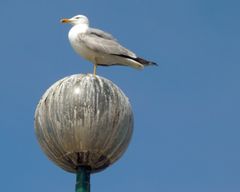 THE ACROBAT BIRD