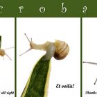 The Acrobat Snail