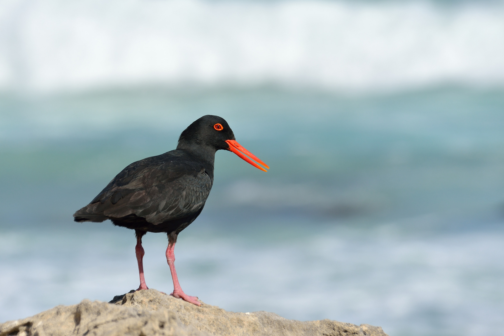 The African Black Oystercatcher