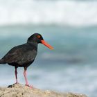 The African Black Oystercatcher