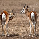 The African Springboks