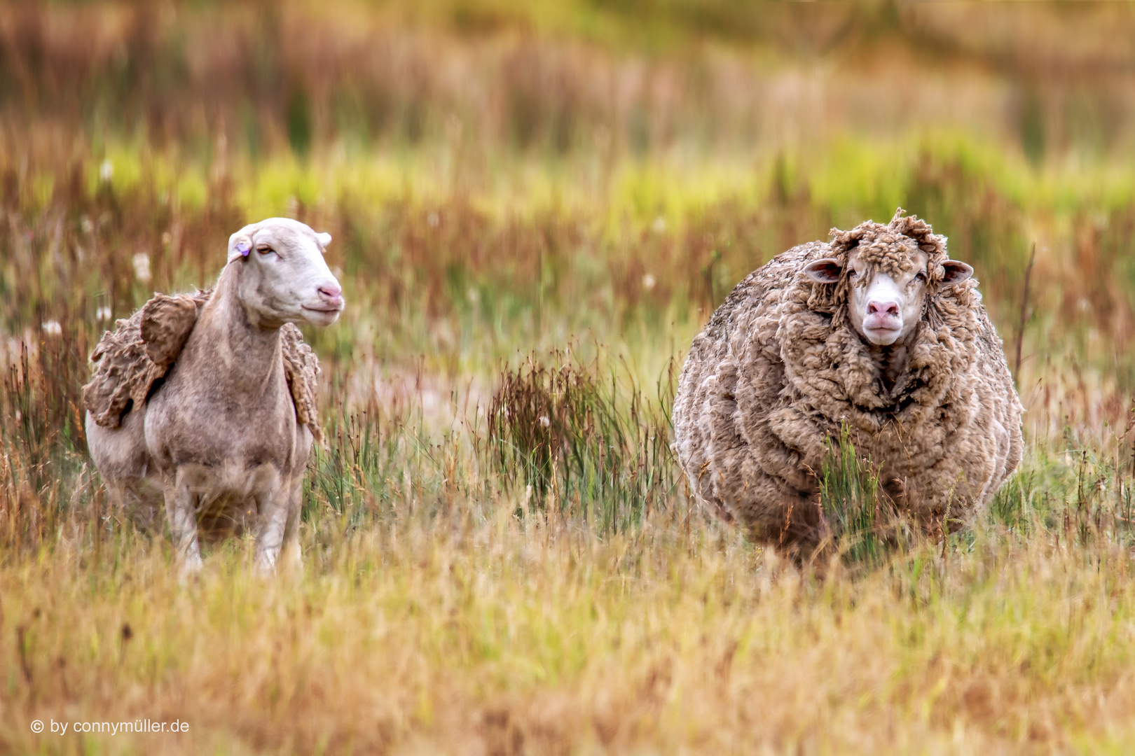 The Afrino Sheeps