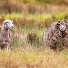 The Afrino Sheeps