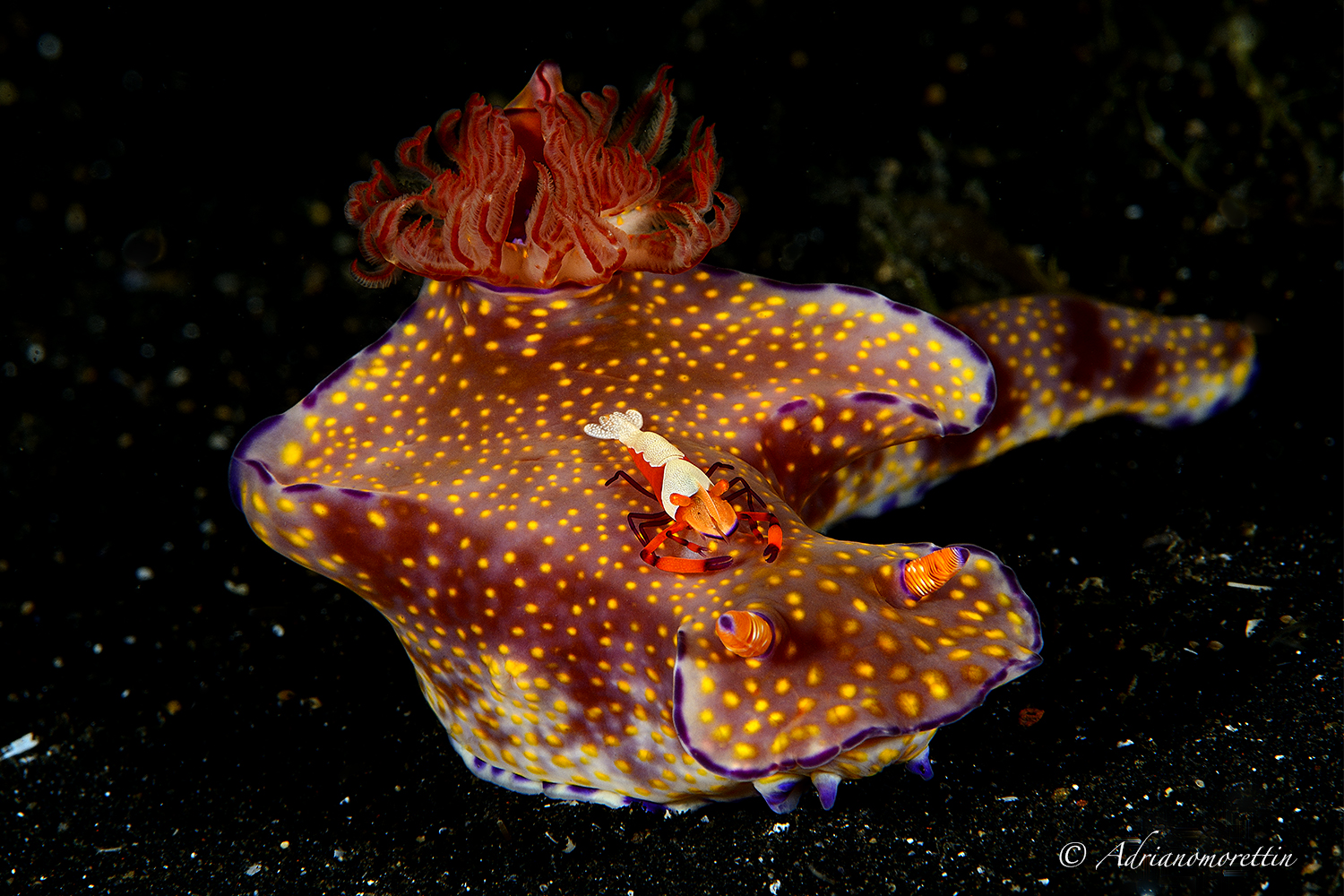 the aircraft carrier