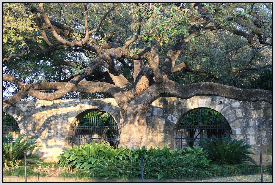 The Alamo