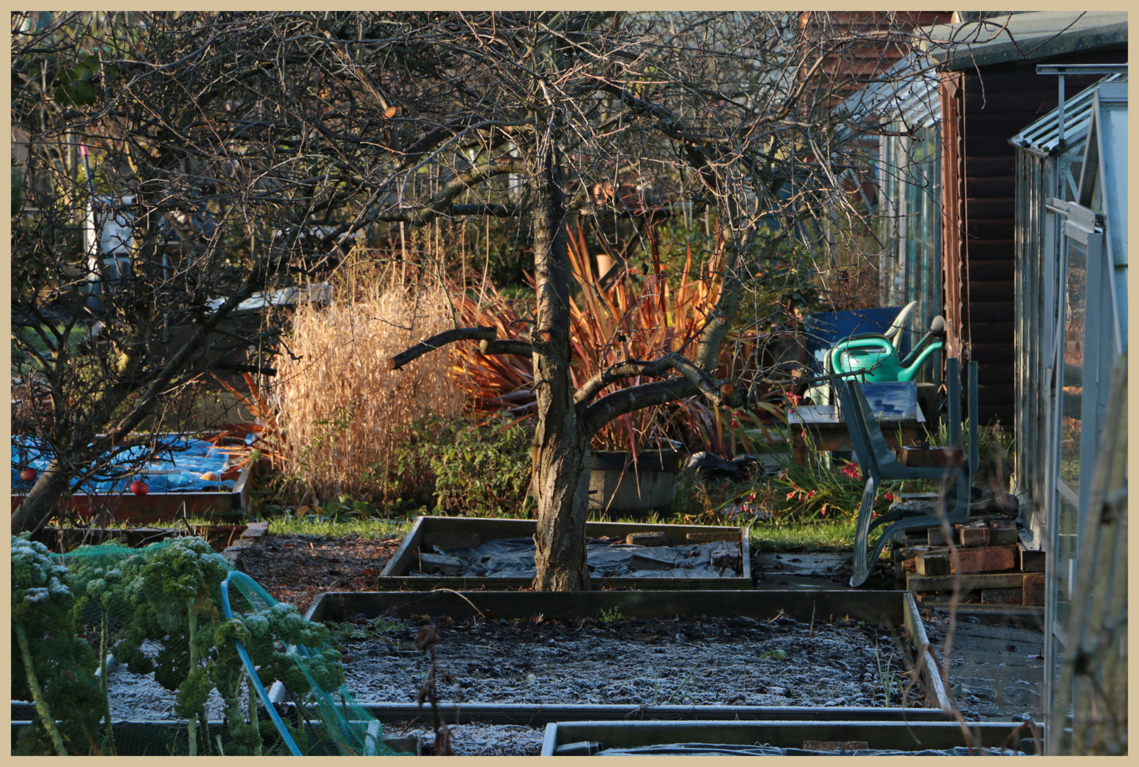 the allotments in winter 6