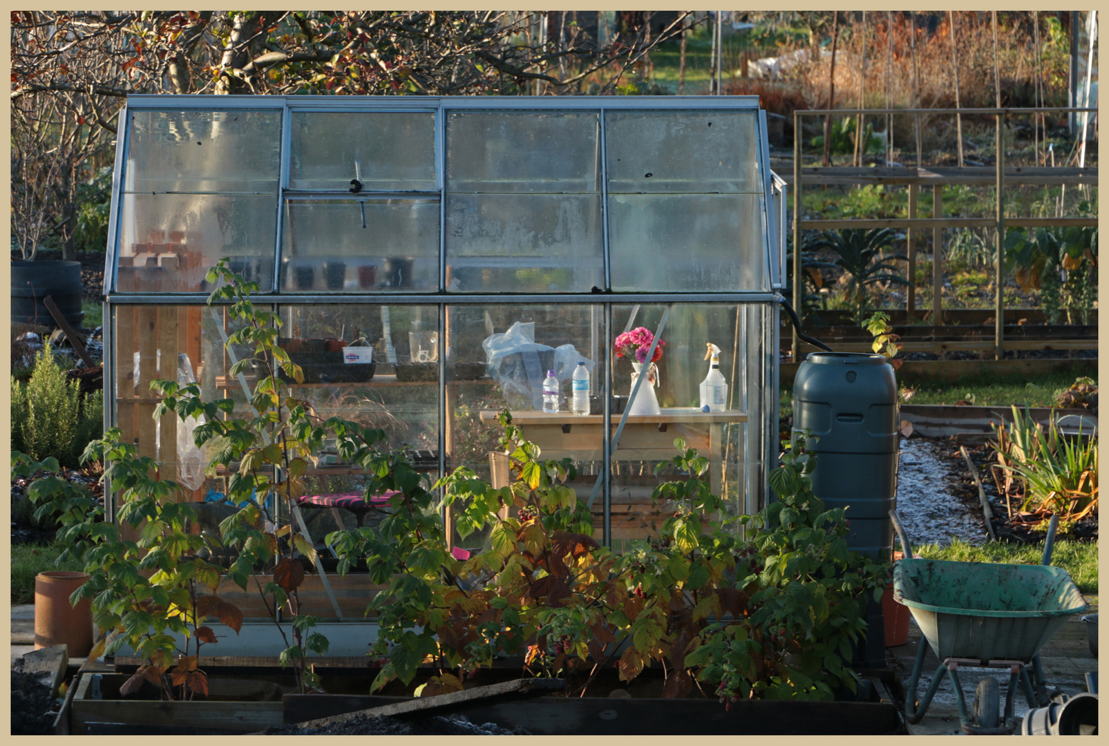 the allotments in winter 7