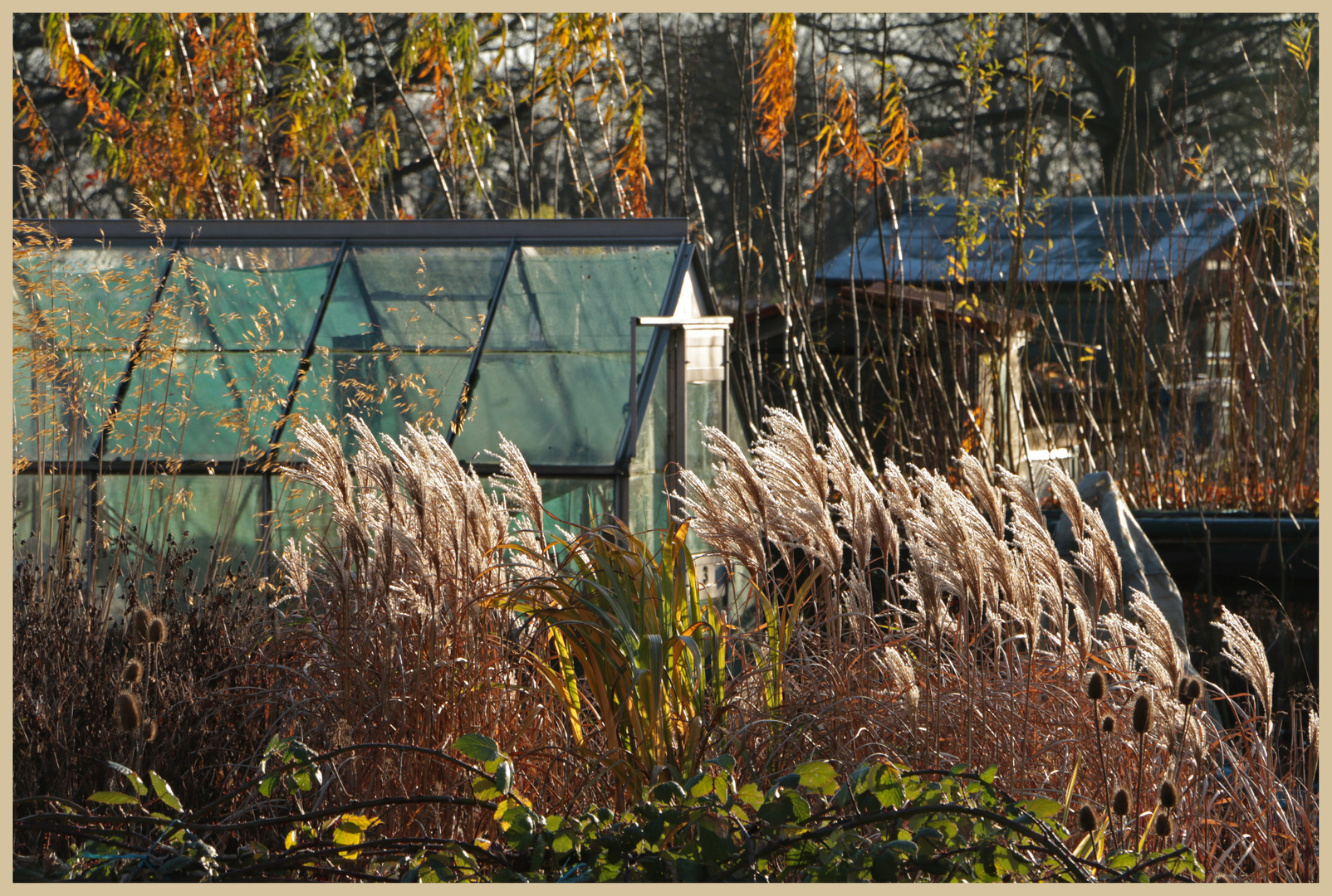 the allotments in winter 8