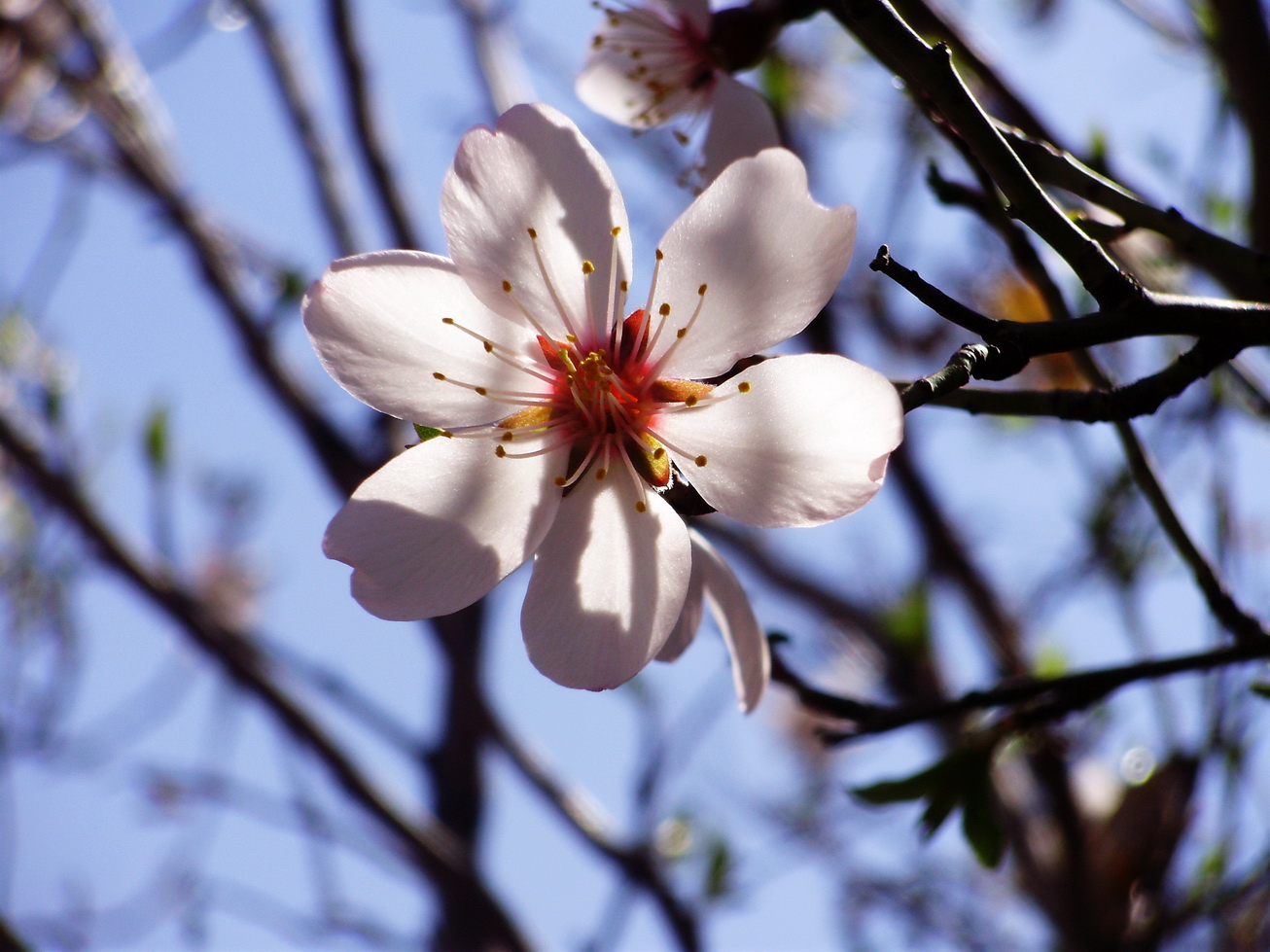 The Almond Flower