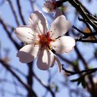 The Almond Flower