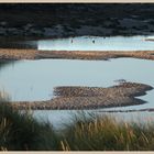 the aln estuary at alnmouth 19